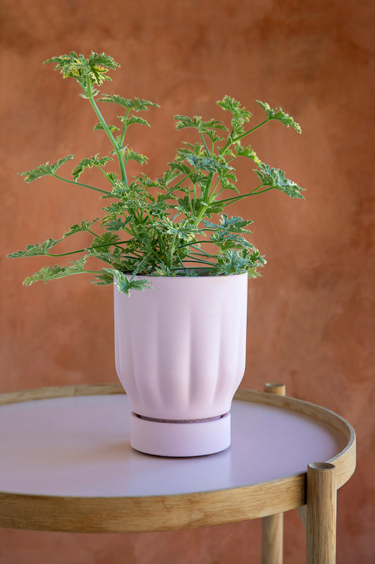 Raw Matter Silk Concrete Flower Pot Ø14 H18 - Candy Floss