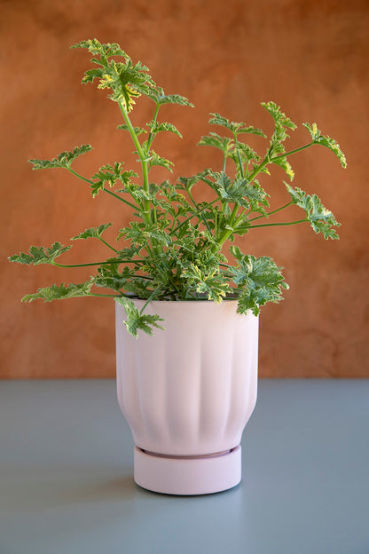 Raw Matter Silk Concrete Flower Pot Ø25 H33 - Candy Floss