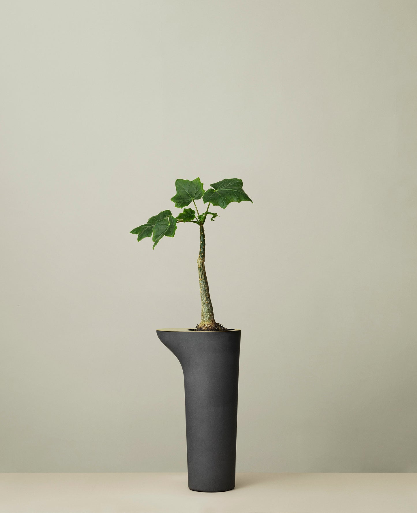 Rocky Root - Flower Table - Ash Ash