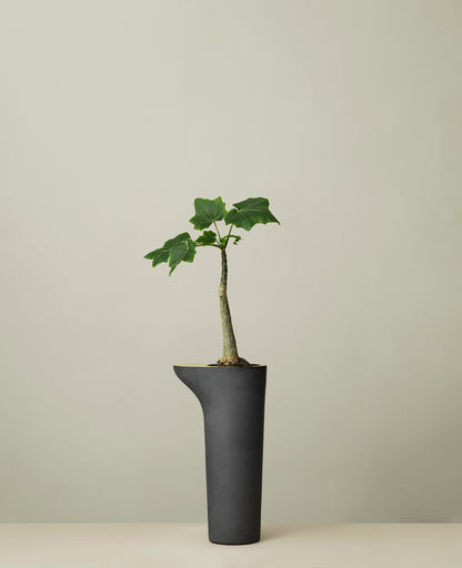 Rocky Root - Flower Table - Ash Ash