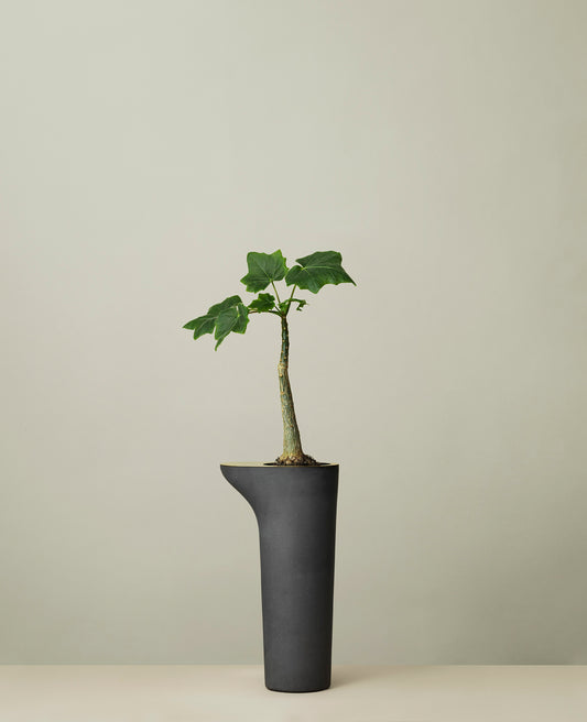 Rocky Root - Flower Table - Ash Ash