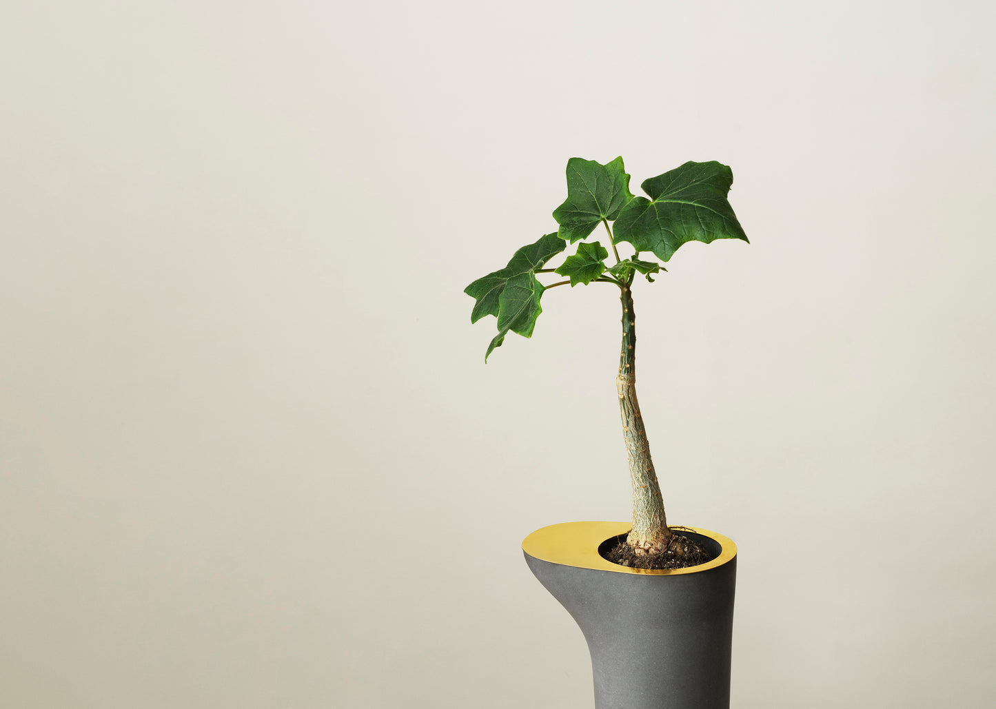 Rocky Root - Flower Table - Ash Ash