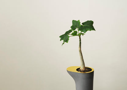 Rocky Root - Flower Table - Ash Ash